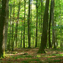 La fort des Colettes